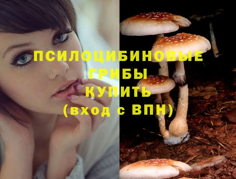 Галлюциногенные грибы Psilocybine cubensis  Волгоград 